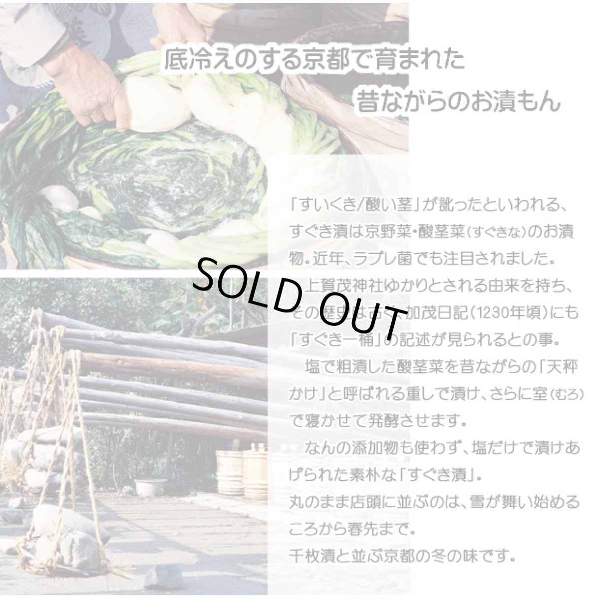 画像4: 【ご予約商品】すぐき　SUG-4　8.0号 (4)