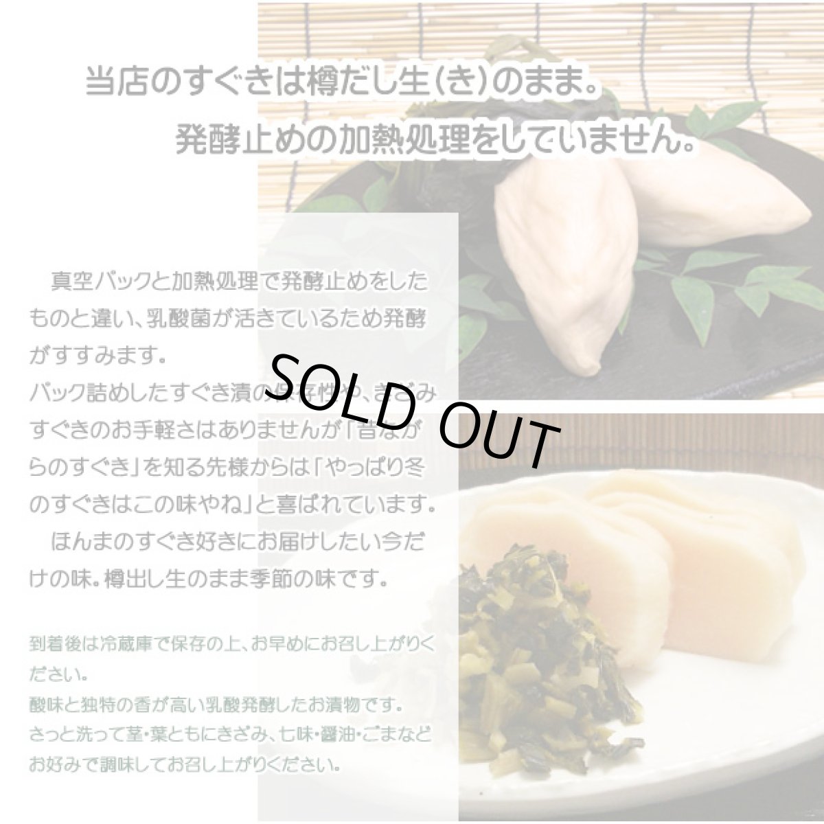 画像5: 【ご予約商品】すぐき　SUG-4　8.0号 (5)