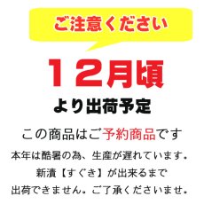 画像2: 【ご予約商品】すぐき　SUG-4　8.0号 (2)